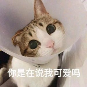 ​一组超级萌的猫咪萌宠表情包