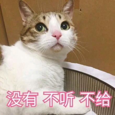 一组超级萌的猫咪萌宠表情包