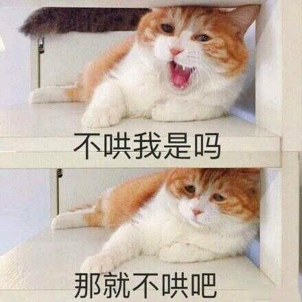一组超级萌的猫咪萌宠表情包