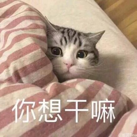 一组超级萌的猫咪萌宠表情包