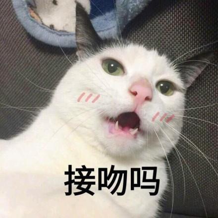 一组超级萌的猫咪萌宠表情包