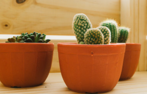 仙人球可以吸收电脑辐射,电脑旁边放一盆仙人球好不好图3