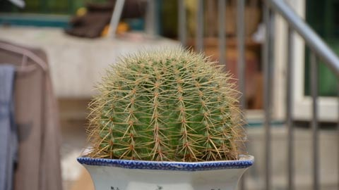 仙人球可以吸收电脑辐射,电脑旁边放一盆仙人球好不好图2