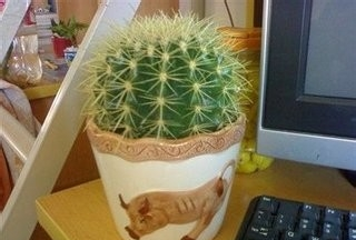 仙人球可以吸收电脑辐射,电脑旁边放一盆仙人球好不好图1