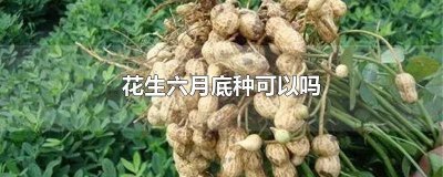 ​6月上旬种花生行吗 六月份能种花生吗?