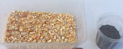 ​家里有老鼠怎么办 有好办法吗[家里有老鼠怎么处理就没有老鼠了]