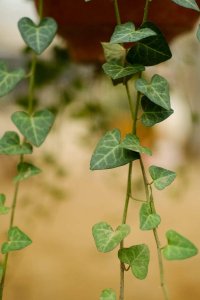 ​常青藤怎么插活