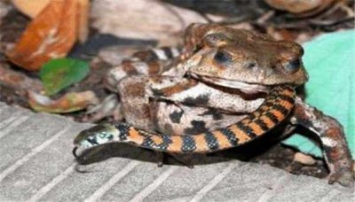 ​蛇吃什么 蛇虽恐怖，但它有很多克星