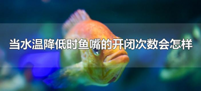 ​当水温降低时鱼嘴的开闭次数会怎样（水温降低鱼嘴会怎么样）