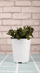 ​薄荷的分株和播种