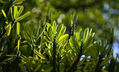 ​龙骨的作用-龙骨是什么？