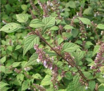 ​冬凌草的功效与作用（清热解毒 活血止痛）