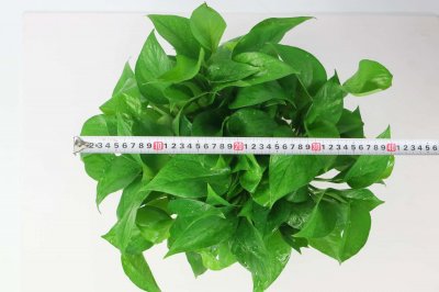 ​绿萝冬季可以扦插吗，插枝埋多少土