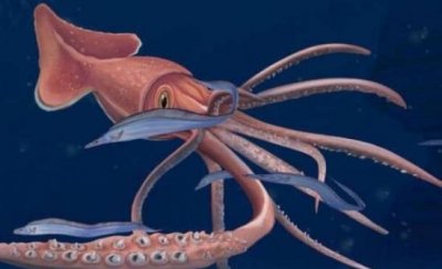 ​体型比较大的一种无脊椎动物 大王酸浆鱿(体长20米)