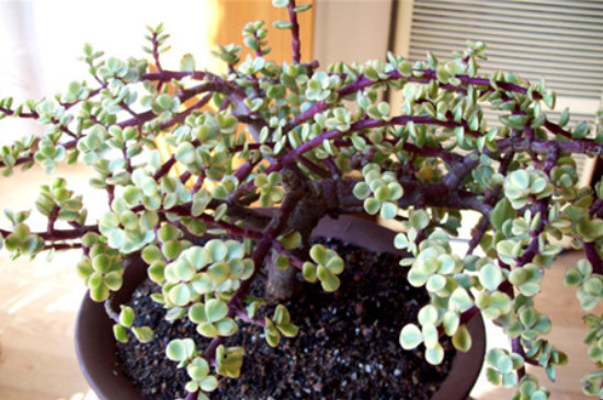 雅乐之舞夏天掉叶子是怎么回事(图4)