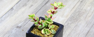 ​雅乐之舞夏天掉叶子是怎么回事