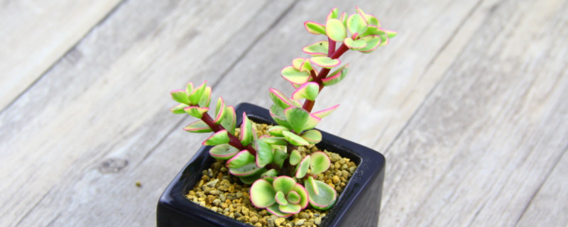 雅乐之舞夏天掉叶子是怎么回事(图1)