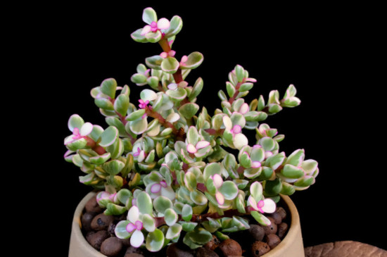 雅乐之舞夏天掉叶子是怎么回事(图3)