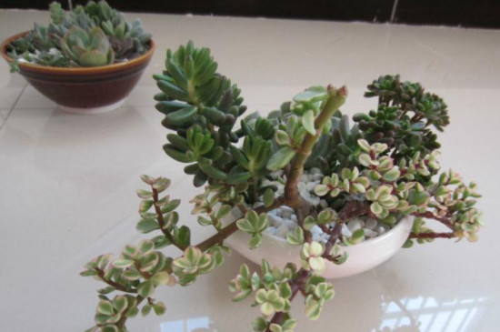 雅乐之舞夏天掉叶子是怎么回事(图2)