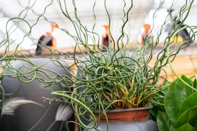 ​弹簧草的家居摆放