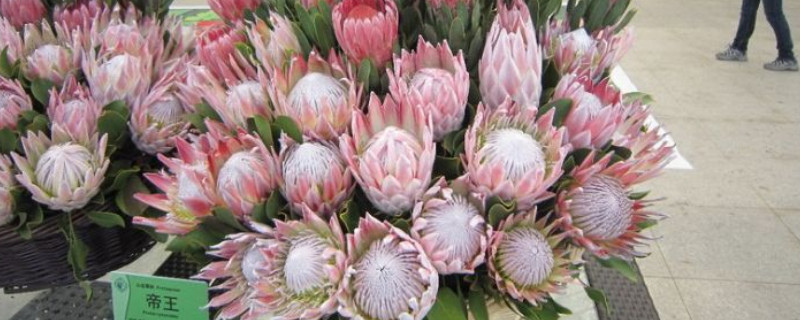 帝王花如何水养(图1)