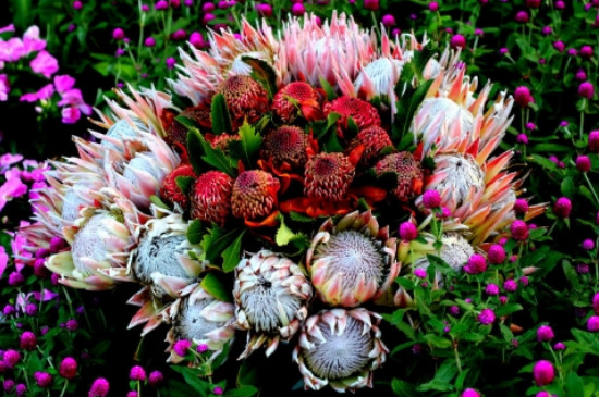 帝王花如何水养(图4)