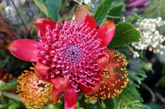 帝王花如何水养(图2)