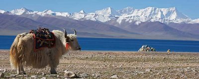 ​羚羊是什么类动物 羚是羊吗