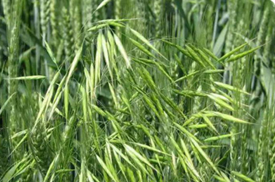 麦黄草种子如何种植方法(图4)