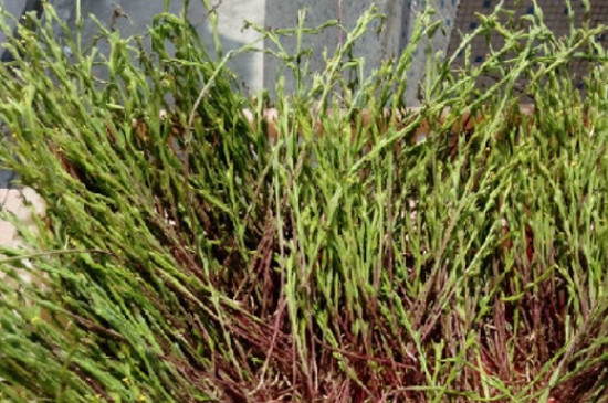 麦黄草种子如何种植方法(图2)