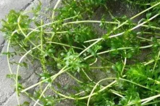 麦黄草种子如何种植方法(图3)