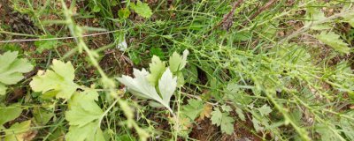 ​麦黄草种子如何种植方法