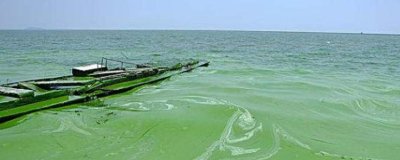 ​杀灭蓝藻的土办法