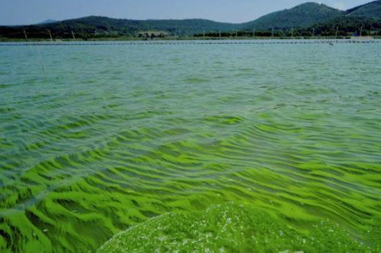 杀灭蓝藻的土办法(图4)