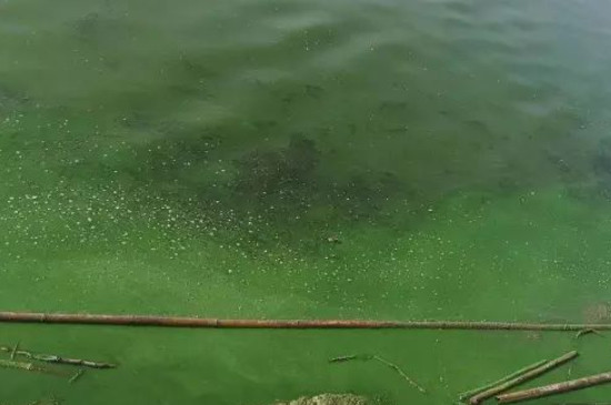 杀灭蓝藻的土办法(图2)