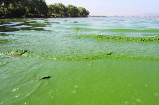 杀灭蓝藻的土办法(图3)