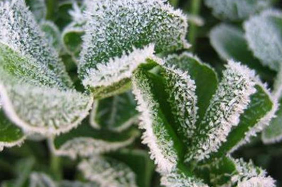 植物防冻剂副作用(图4)
