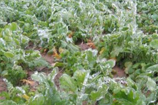 植物防冻剂副作用(图3)