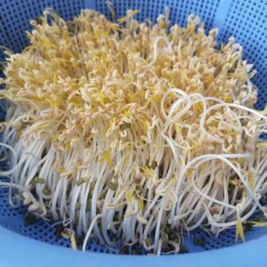 ​生绿豆芽的方法窍门（如何在家自己发绿豆芽）