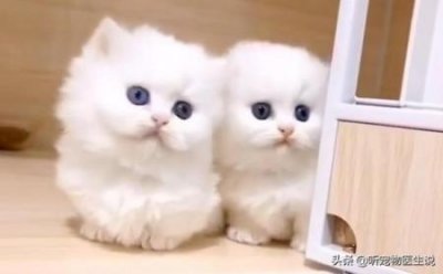 ​猫咪的肝脏受损是啥真相？常见的真相有两点