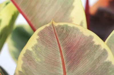 ​橡皮树每盆栽三株好吗，放在哪里旺风水？