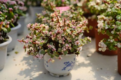 ​雅乐之舞水培怎么养，喜欢阳光吗