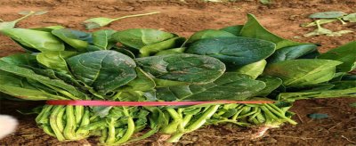 ​请问柿子不能和什么食物一起吃 柿子和什么食物不可以一起吃