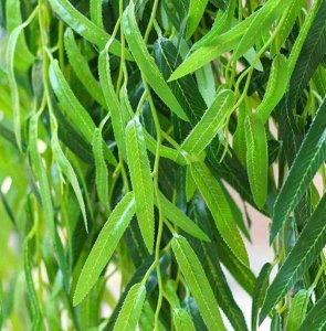 ​柳树叶的功效与作用（杨柳叶有哪些功效和作用）