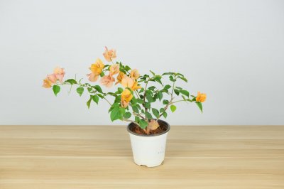 ​三角梅开花有什么寓意