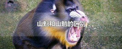 ​山魁和山魈的区别