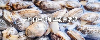 ​花蛤自来水加盐能养活吗