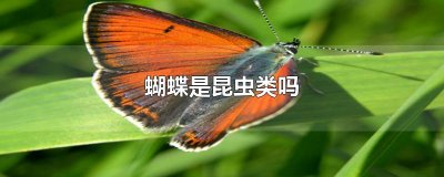 ​蝴蝶是昆虫类吗