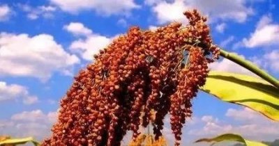 ​十块钱一箱的茅台镇酒是真的吗(茅台镇原浆酒99元一箱)