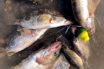 ​掌握钓鳜鱼口诀满载而归（获得丰厚渔获，须知基础技巧）